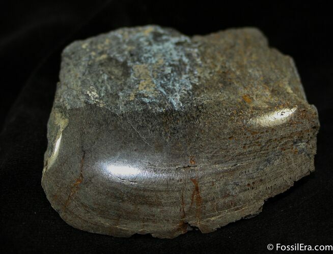 Polished Dinosaur Bone ( ounces) #1152